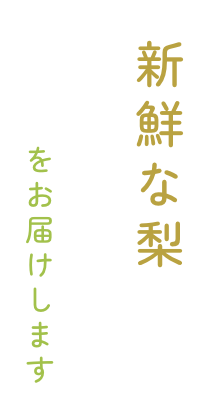 新鮮な梨をお届けします